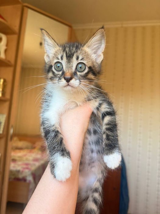 котенок девочка