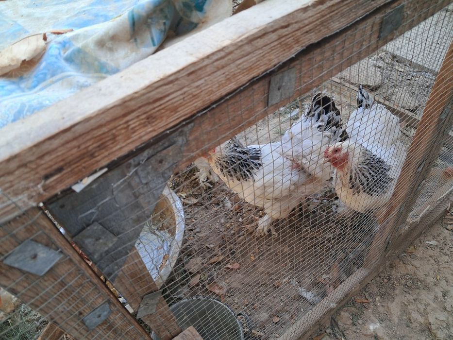 Brama srochna sotiladi