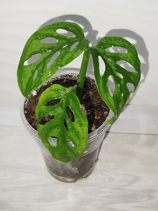 Monstera Monke detkasi