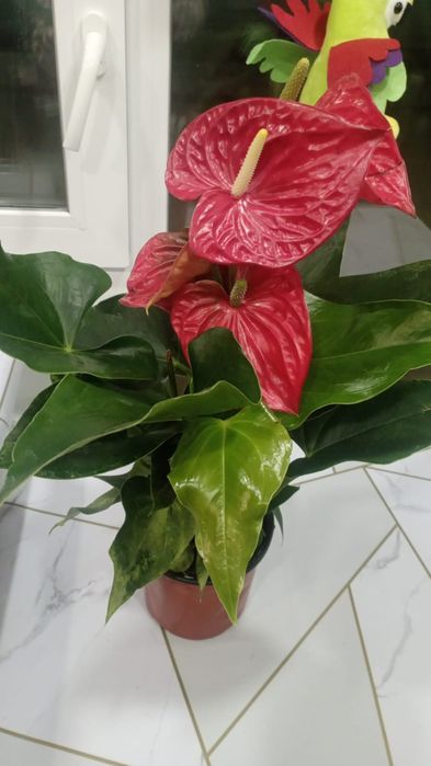 Продам комнатные цветы