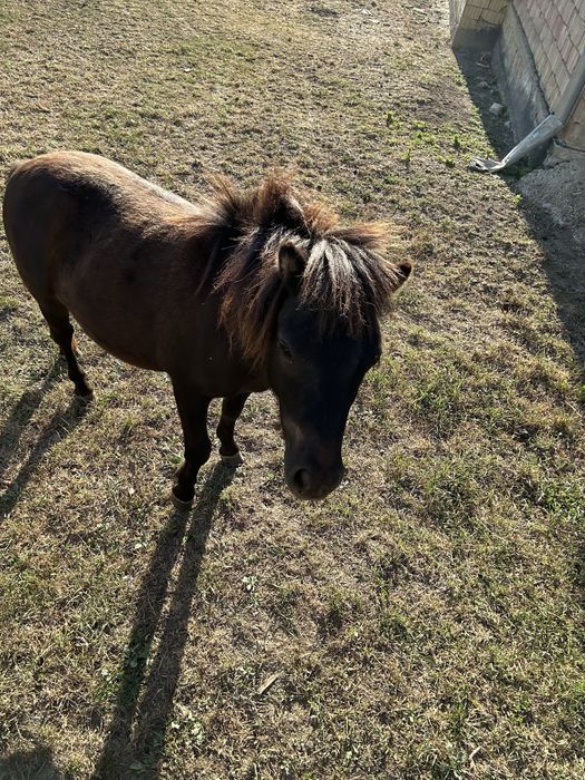 Vand ponei de talie mica