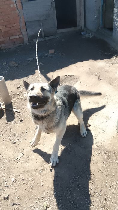 Европейская овчарка