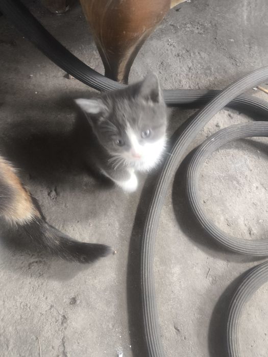 Отдам котят  миленьких