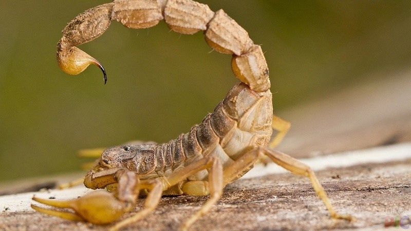 Дезинфекция. Чайонларни йок килиш хизмати Уничтажение от скарпион 24/7