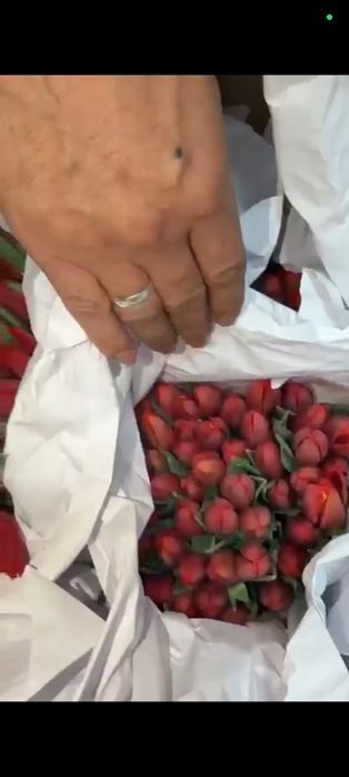 Продаются тюльпаны красивые, свежие