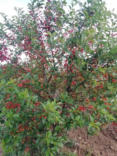 Вишни посадъчен материал