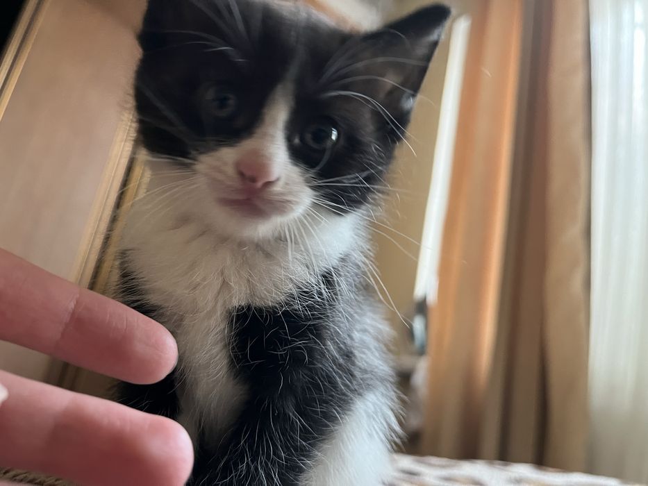 Котята ищут дом