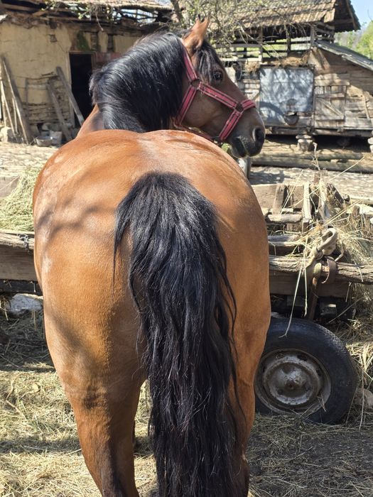 Vand iapa buna de munca