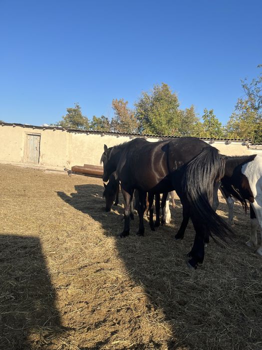 Үиір жылқы сатылады 29 бас