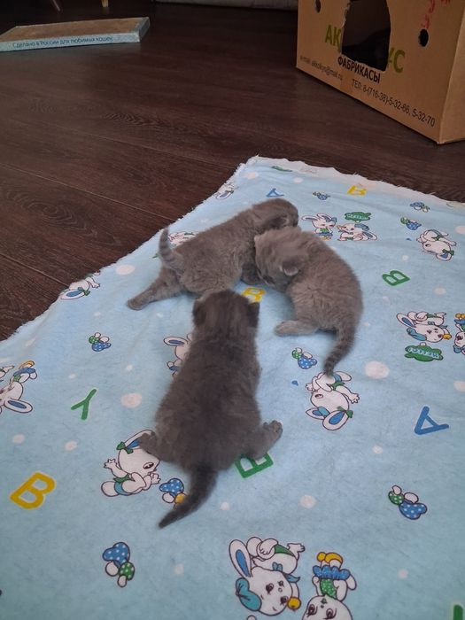 Резерв котят с документами