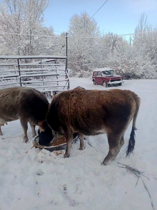 Семіз  кұнажын сатамын