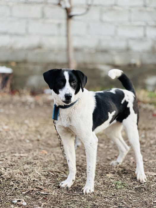 Принцесса собака ищет семью