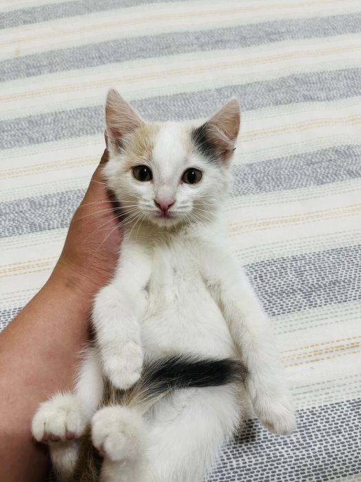 Котенок девочкаа