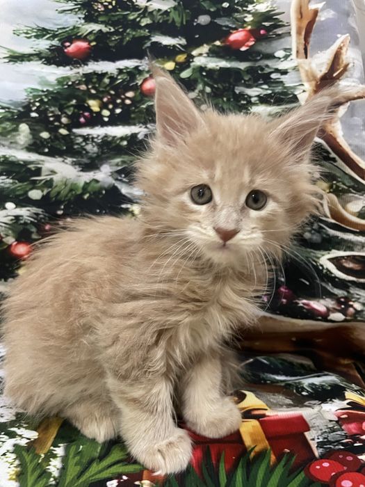 Котята породы Мейн кун