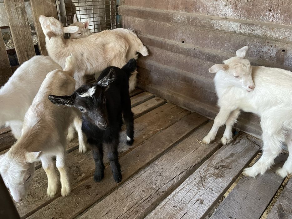 Козлята, лактар сутты ешкилерден