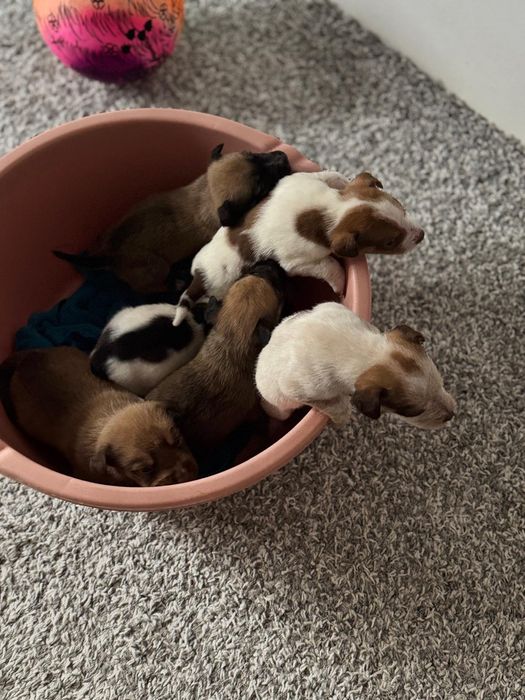 Donez căței talie mica