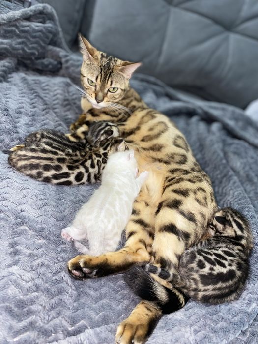 Бенгальские котята