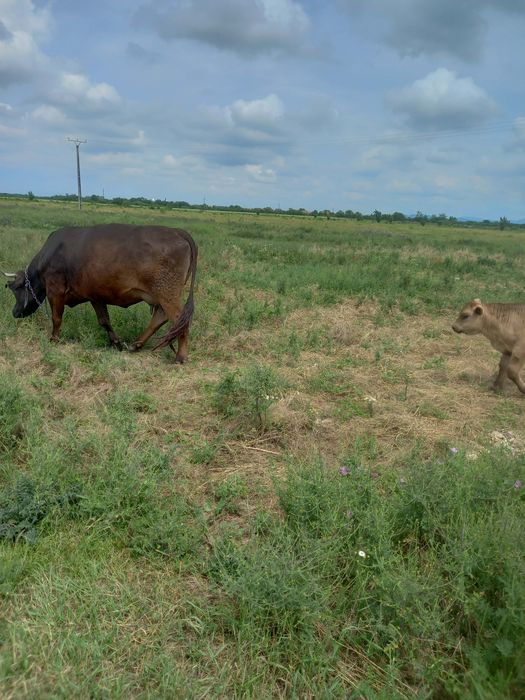 Vând vaca de 4 ani cu tauras august
