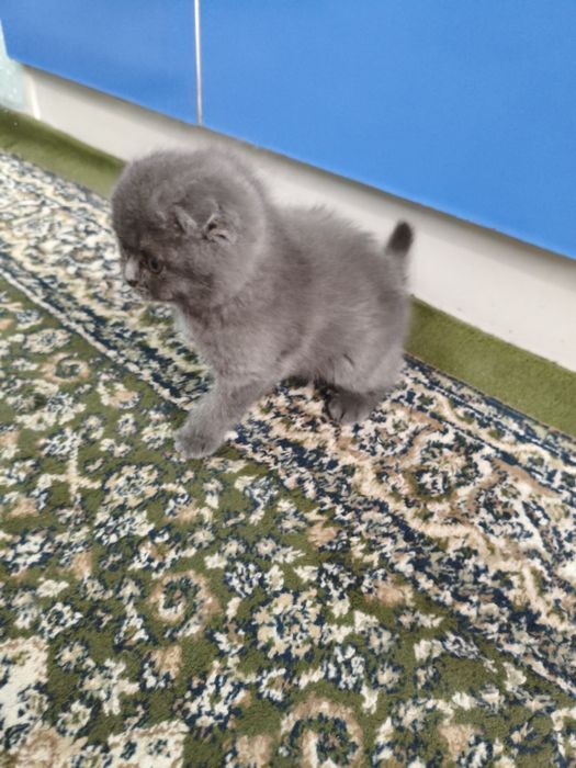 КОТЁНОК  Mushuk  sotiladi