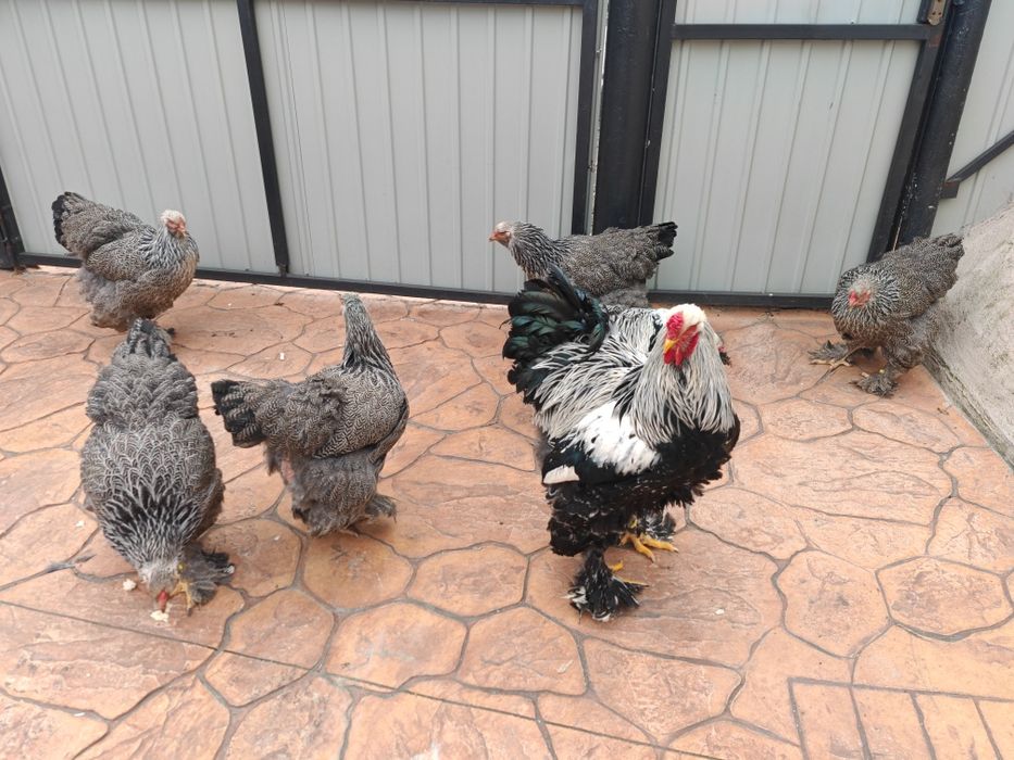 Brahma herminat inchis 50 lei