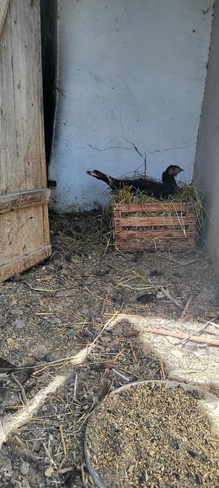 Индюшка наседка Мекен курык