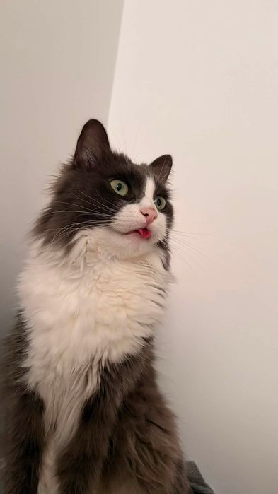 Ofer spre adoptie pisica (motan) in județul Cluj