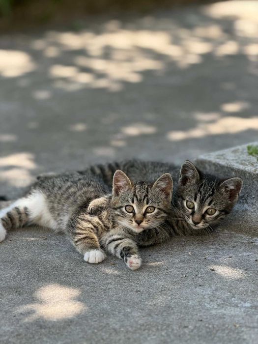 Подарявам малки котета