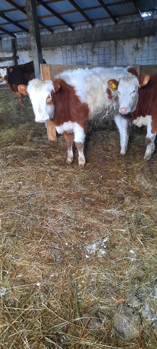 Продам телок. Село Кенжеколь