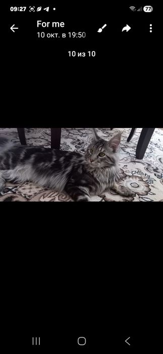 Мейн-кун маленькие котята