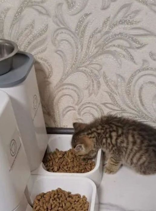 Шотландские котяьа  мальчик  и девочки