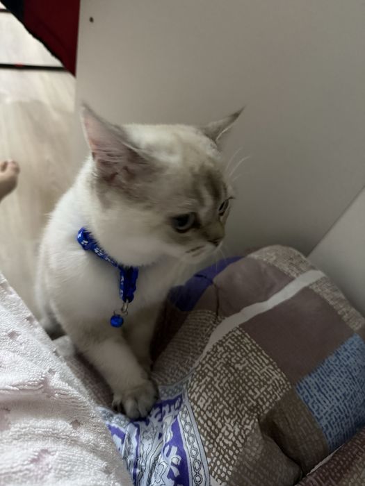 Кот продается пишите здесь