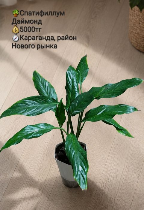 Комнатные цветы для уюта