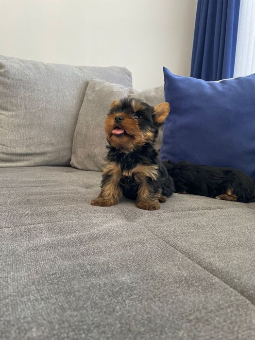 Йоркширски териер МИНИ