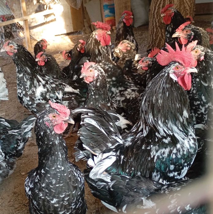 Яйцо Австролорп мраморный