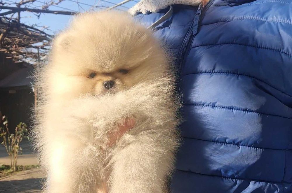 Страхотно момченце померан с родословие FCI