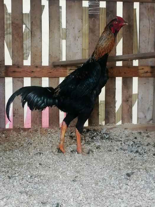 Байтцовка дакан қораз