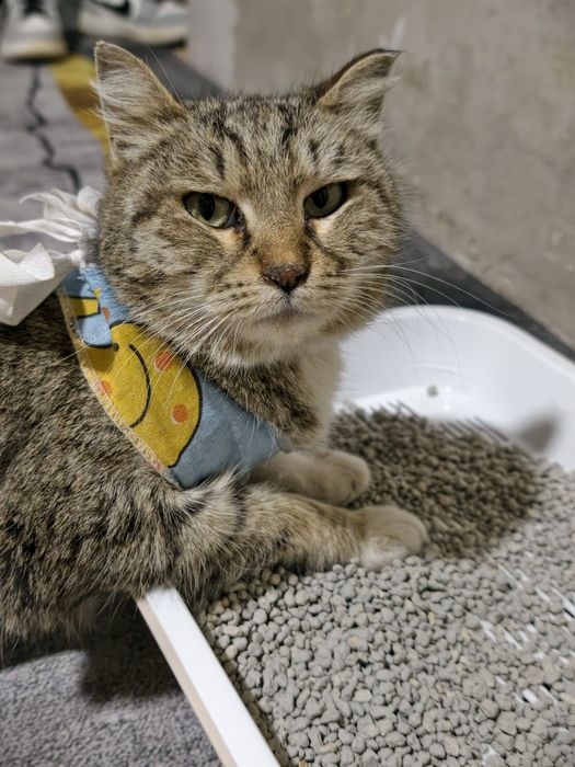 Ищу кошке семью и дом