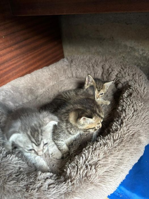 Продам веслоухих котят