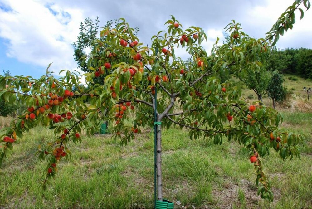 Продам оптовый персик с поля