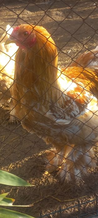 Петухи золотой Брама