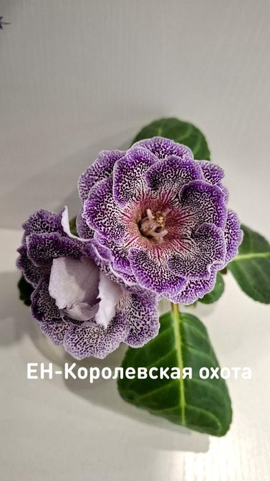 В наличии укор листья сортовых глоксиний