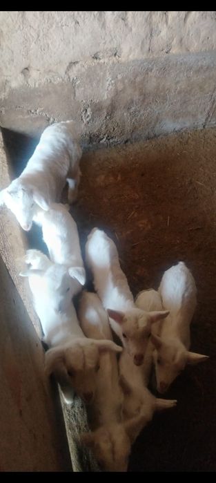 Ешкы сатылды 3 еу 120к