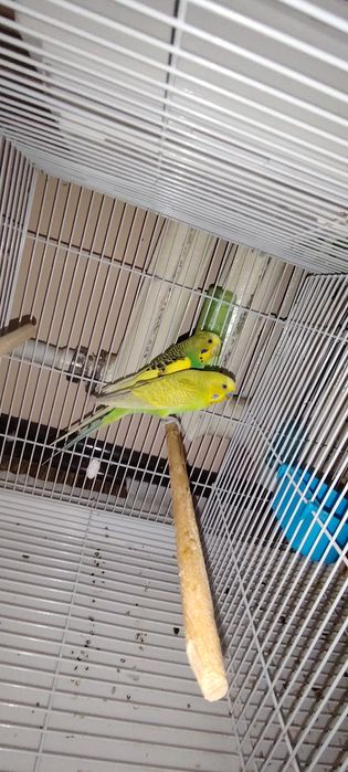 Пара сотилади ишламаган