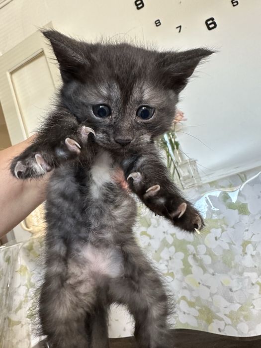 Котята добрым любящим хозяевам