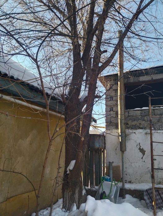 Дерево на топку, шашлык и тд