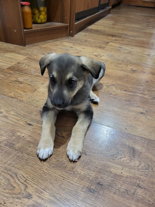 Щенок в добрые руки