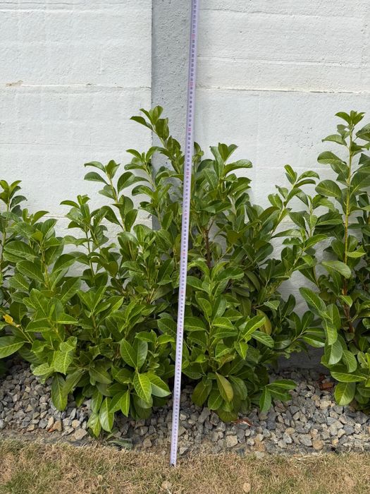 Prunus lauroceras pentru gard viu
