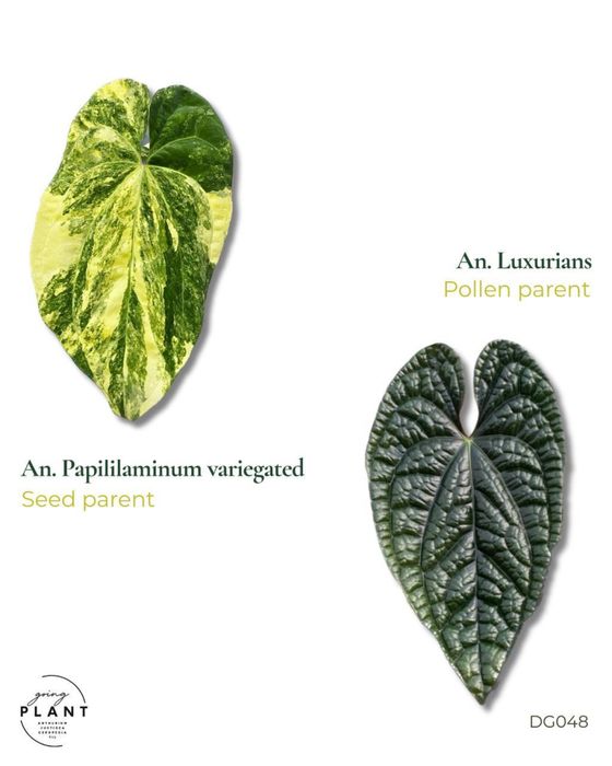 anthurium papillilaminum var x Luxurians
