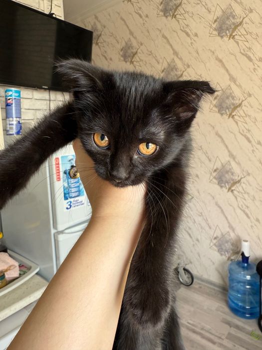 Mushuk bolasi beriladi