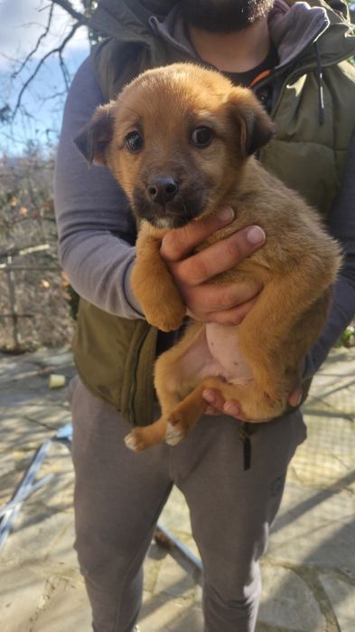 Подарявам Кученца